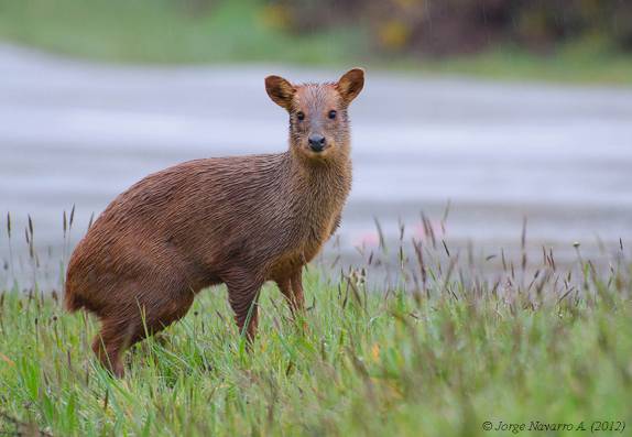 Um Pudú, a menor espécie de veado do mundo, no Parque Nacional Chiloé, na costa oeste da ilha (foto de Jorge Navarro)